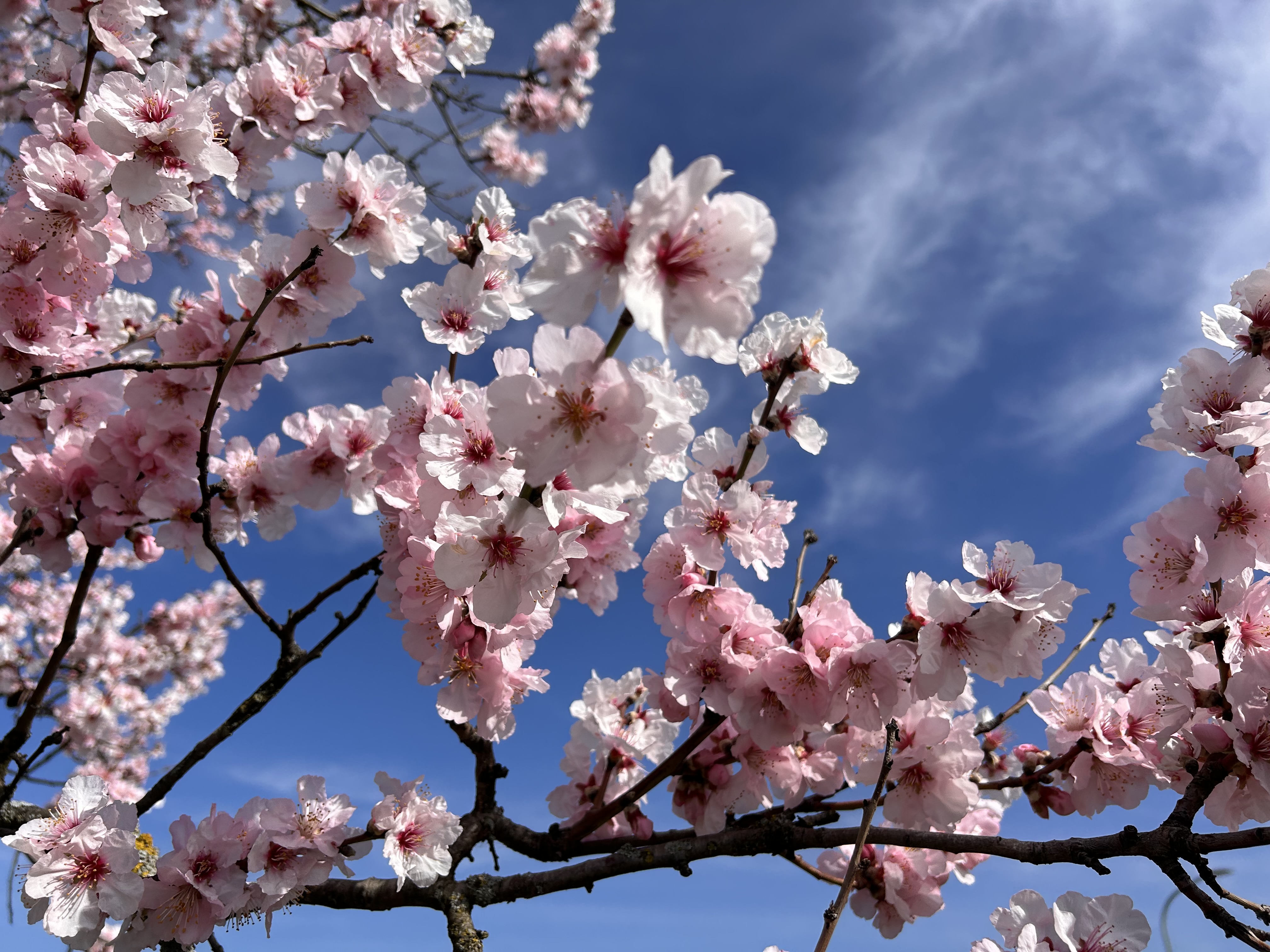 Familienfreundliche Wanderung zur Mandelblüte in der Pfalz