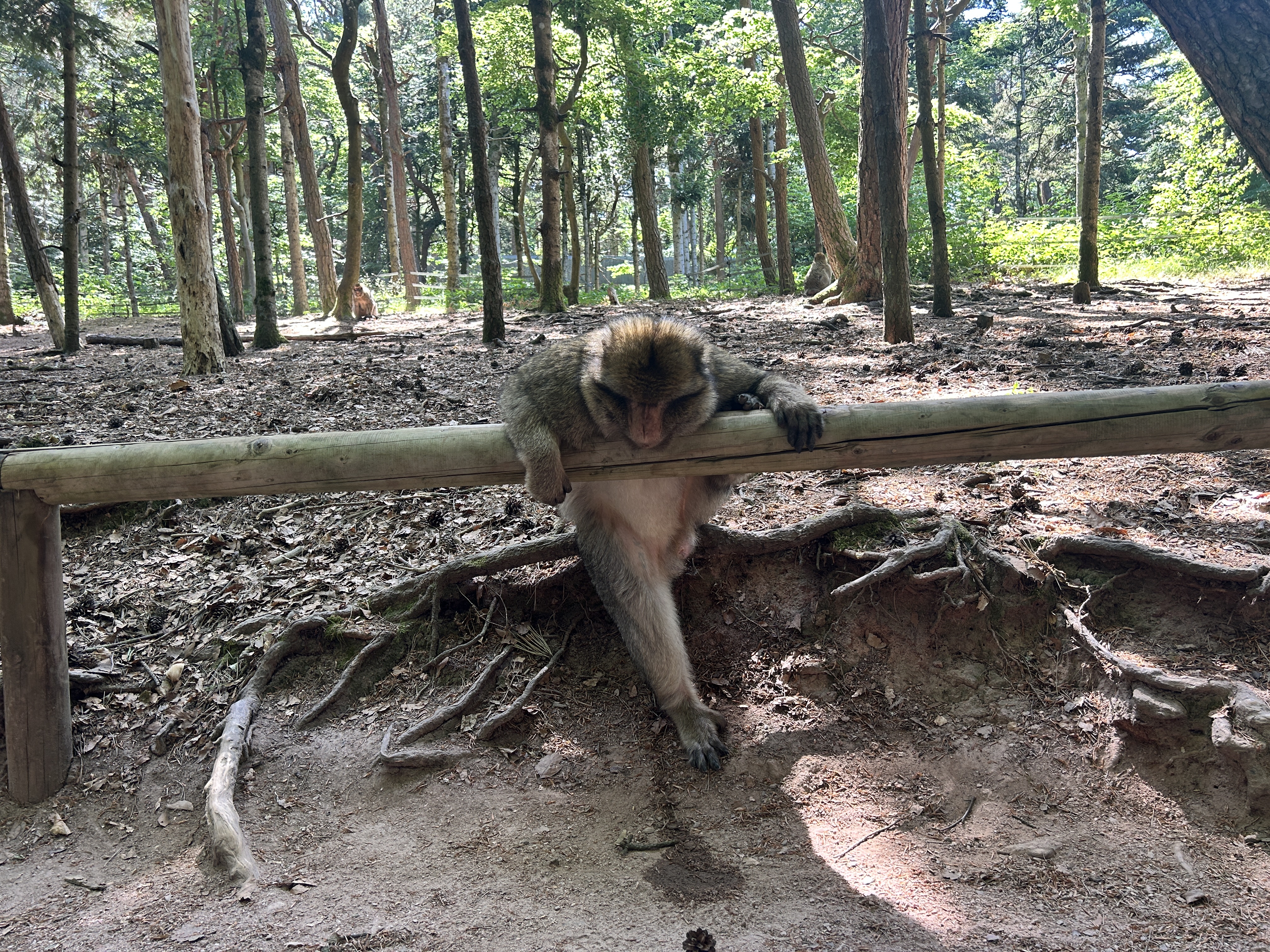 Tagesausflug ins Elsass: Hohkönigsburg und Affenpark erleben